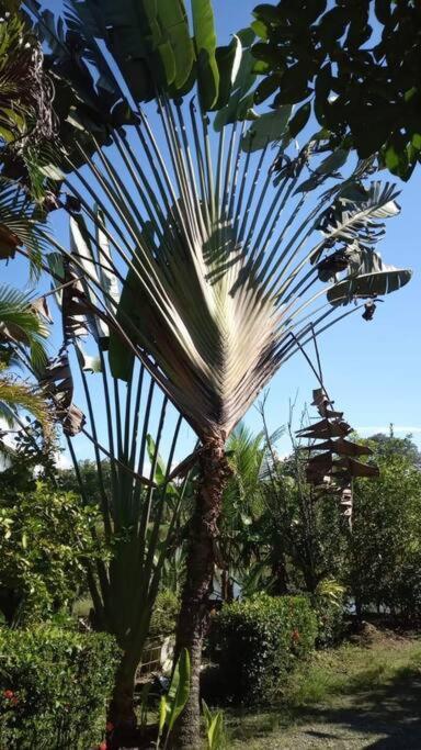 Casa Flor De Annia ~ Cozy 2 Bdrm On The River Sierpe ~ Walkable To Town Villa Exterior foto