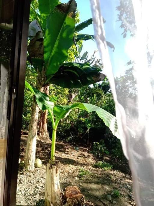 Casa Flor De Annia ~ Cozy 2 Bdrm On The River Sierpe ~ Walkable To Town Villa Exterior foto